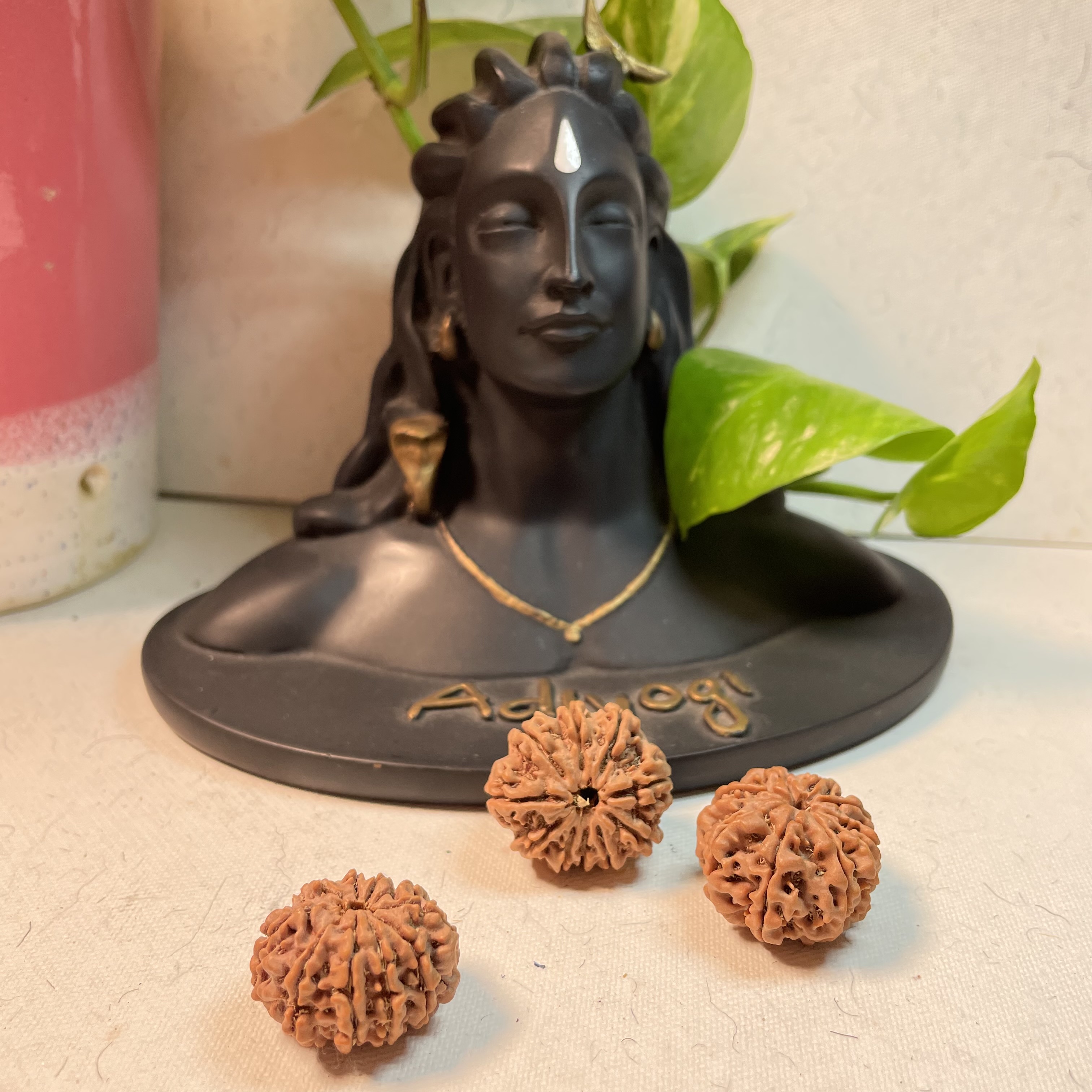 9 Mukhi Rudraksha 