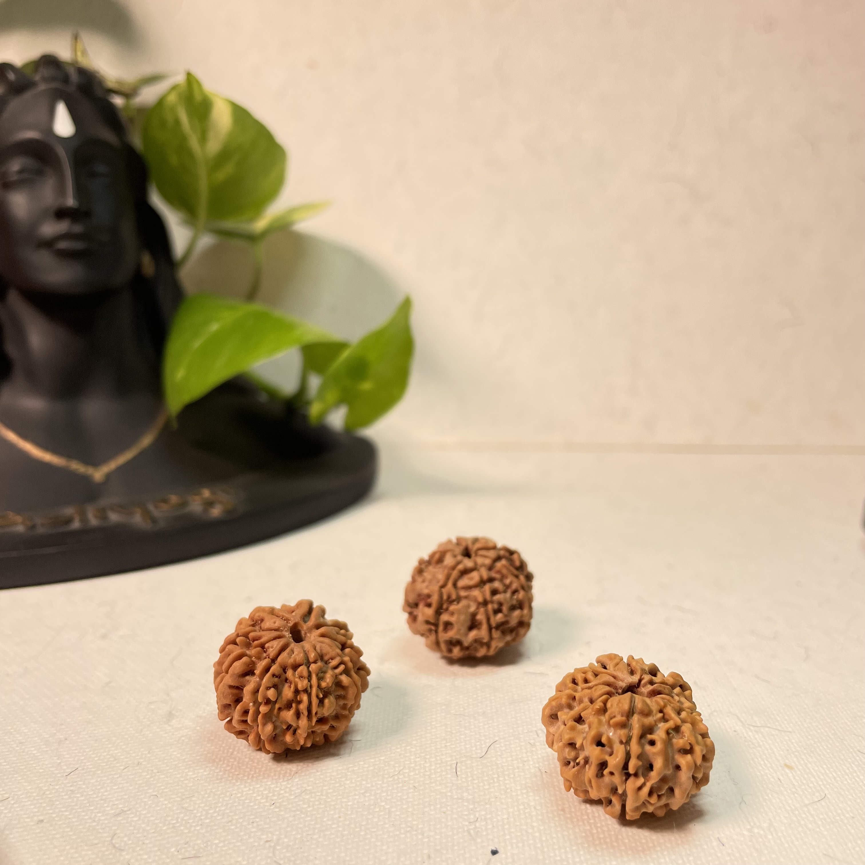 9 Mukhi Nepali Rudraksha