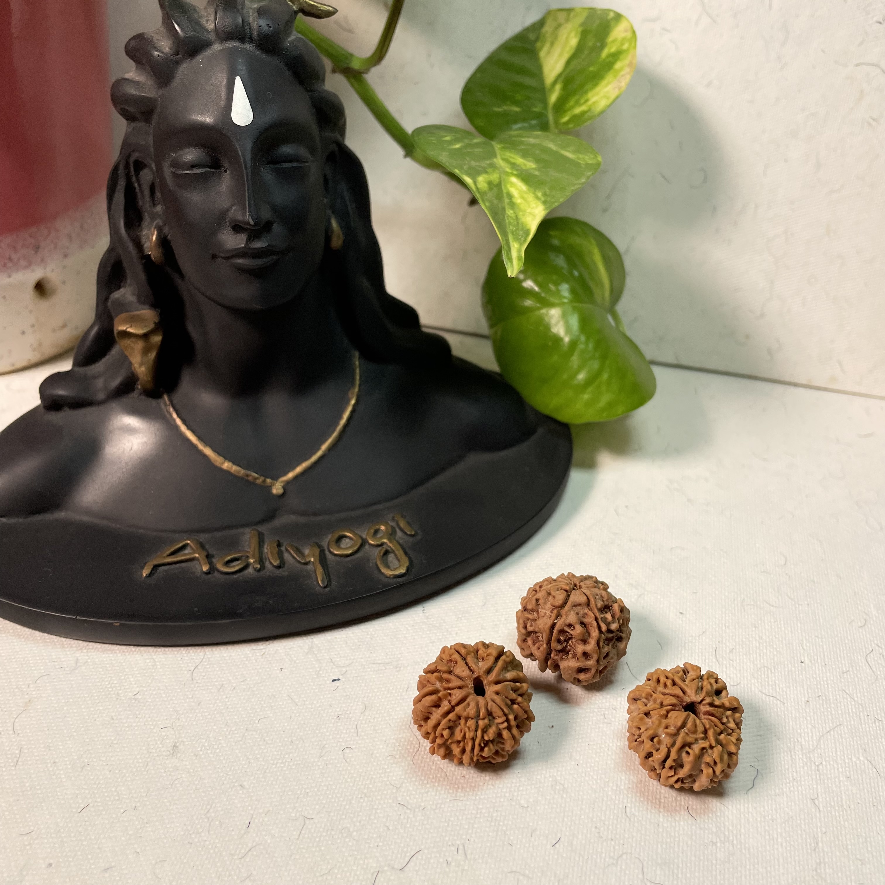 9 Mukhi Nepali Rudraksha