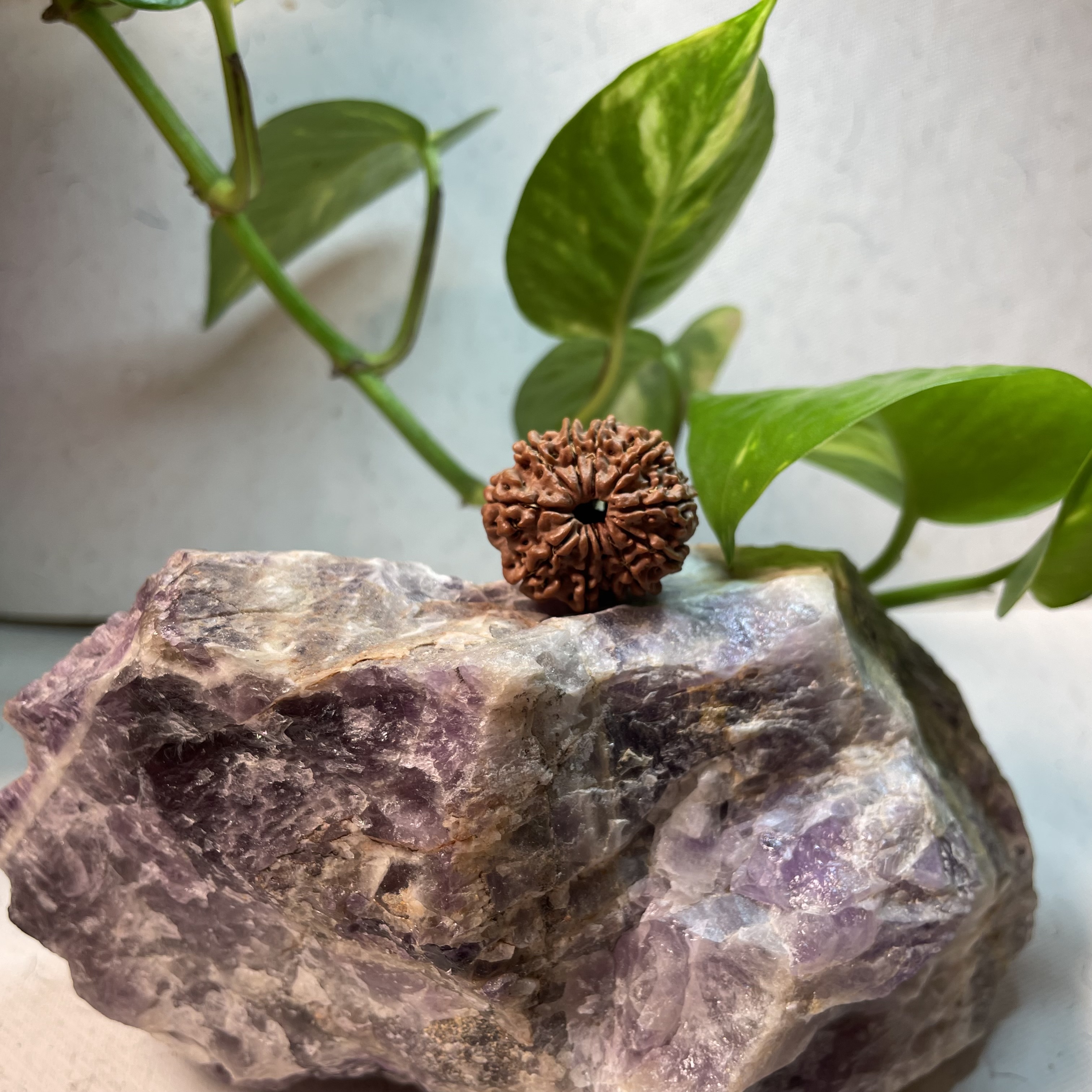 10 Mukhi Rudraksha