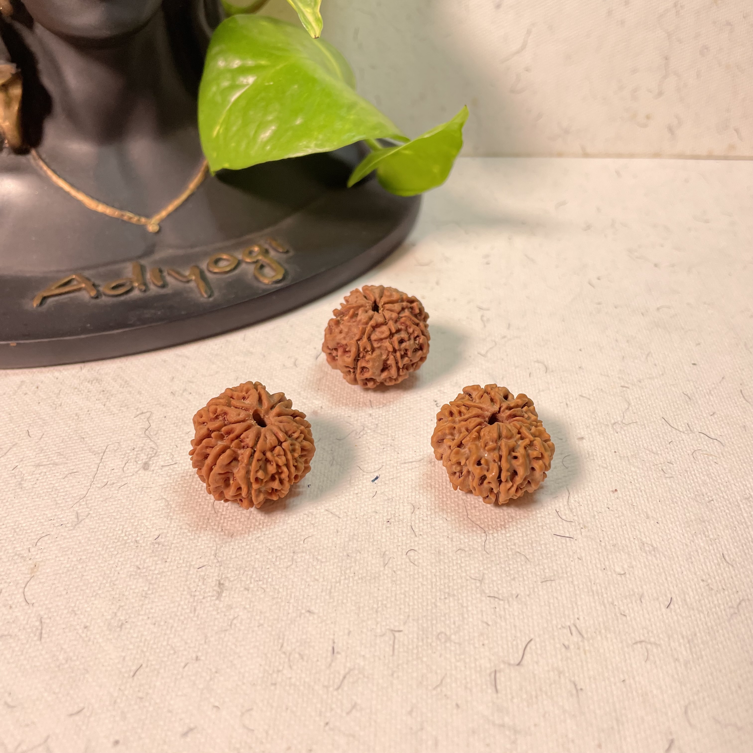 1o Mukhi Nepali Rudraksha