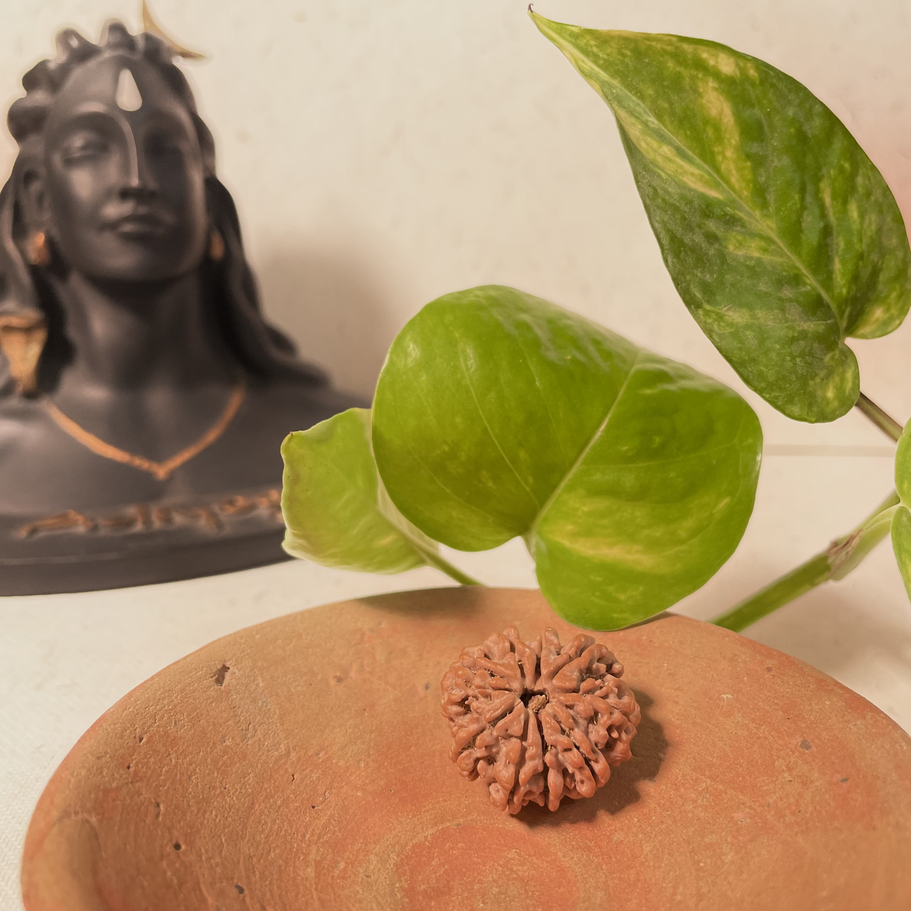 1o Mukhi Nepali Rudraksha