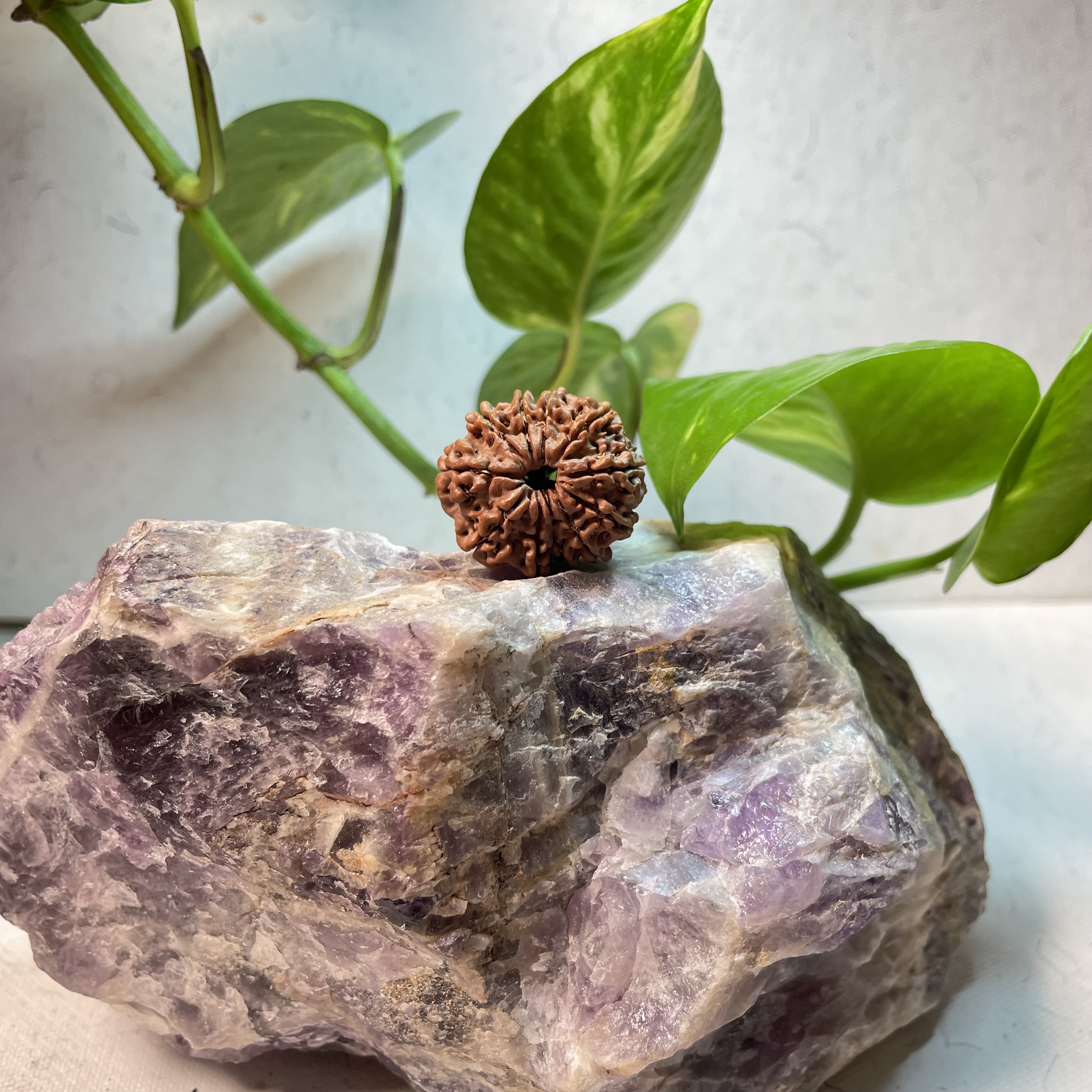11 Mukhi Nepali Rudraksha