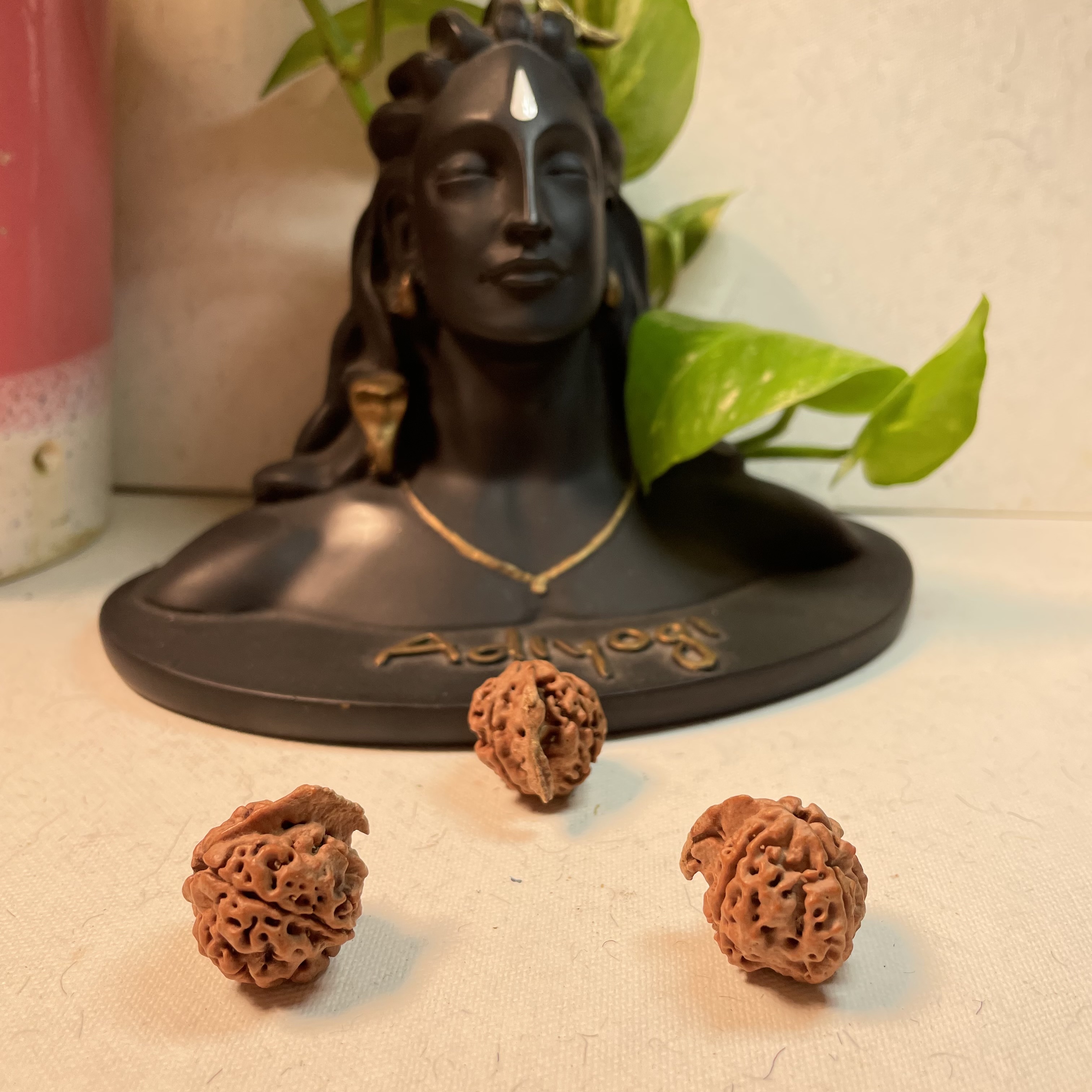 Ganesh Nepali Rudraksha