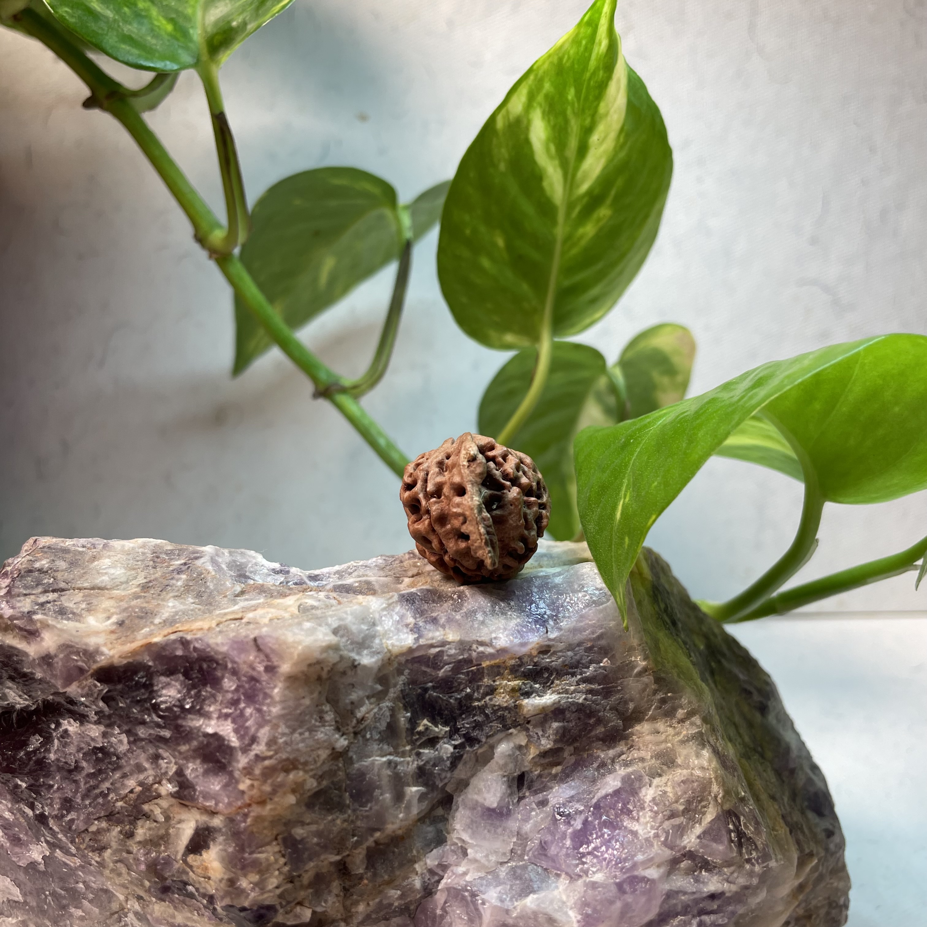 Ganesh Nepali Rudraksha