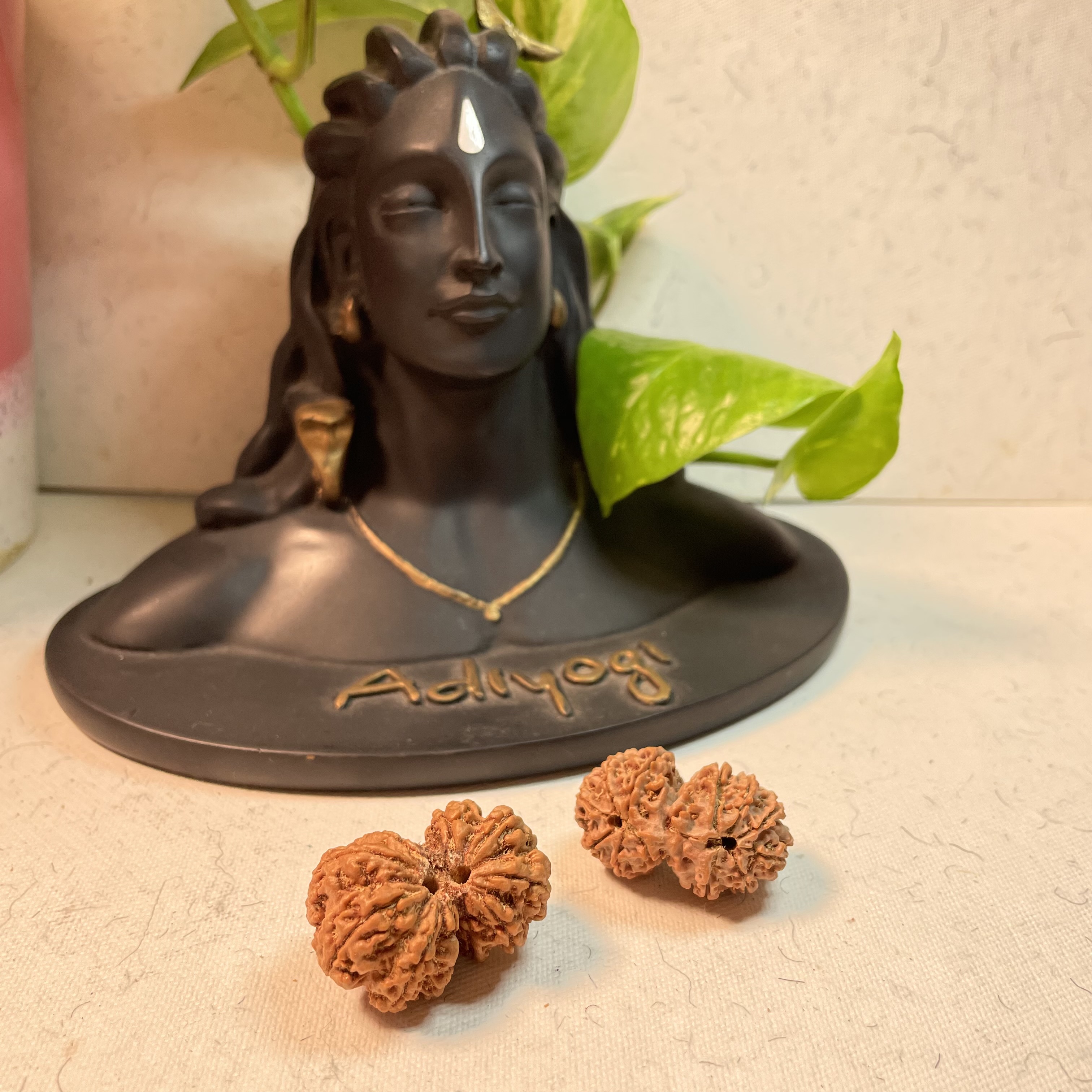 Gauri Shankar Rudraksha