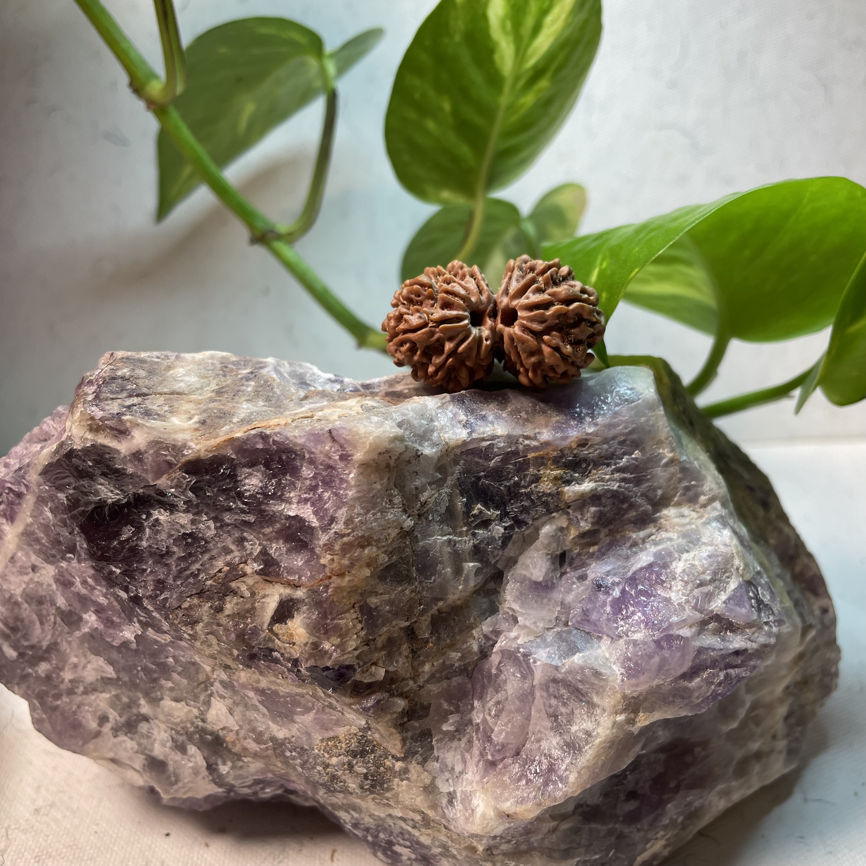 Gauri Shankar Rudraksha