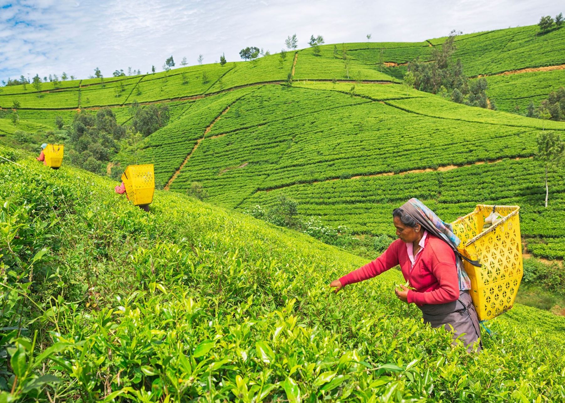 Most Popular Sri Lanka Tour Itinerary - 7Days