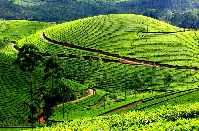 Most Popular Sri Lanka Tour Itinerary - 7Days