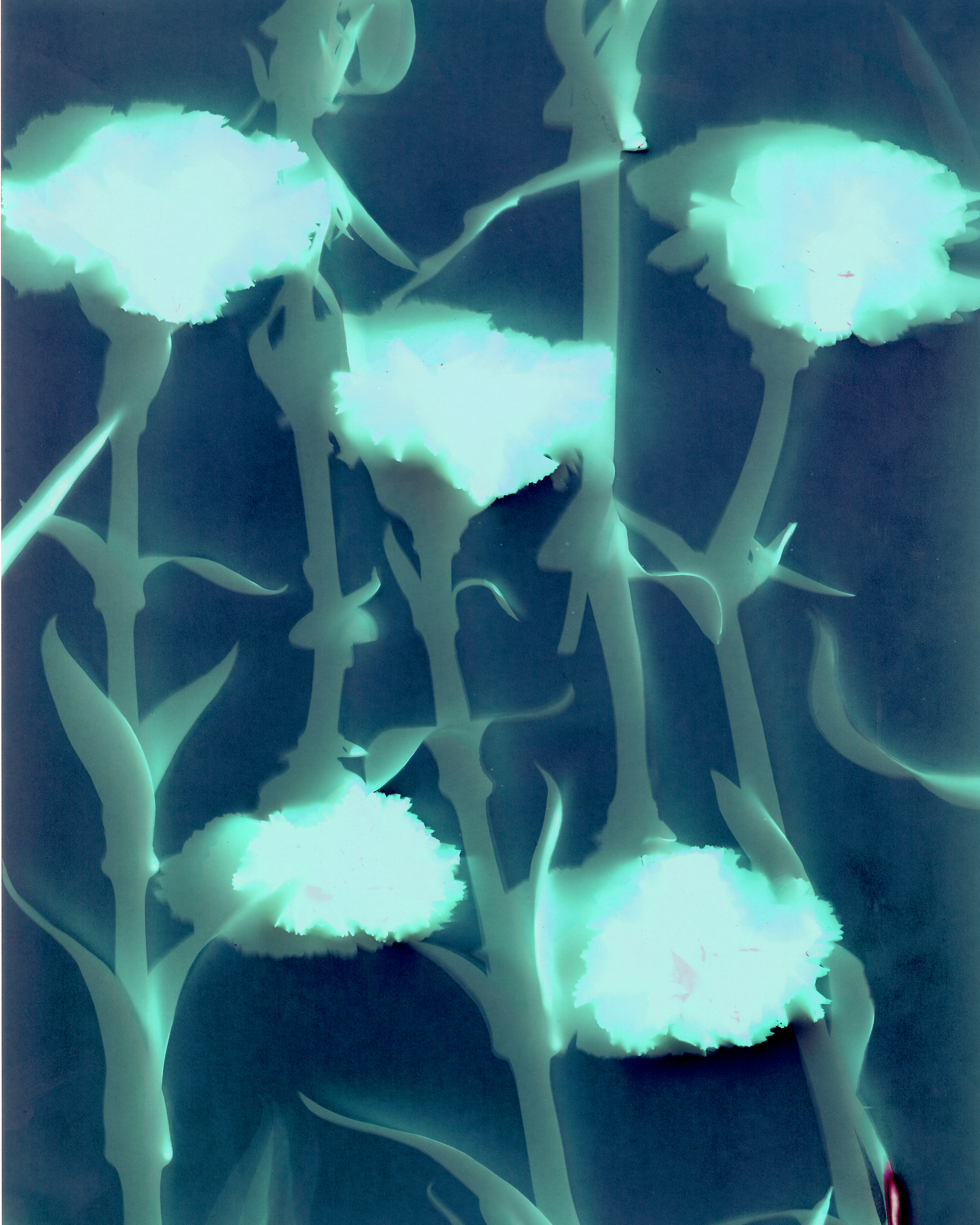 Contemporaneous Carnations