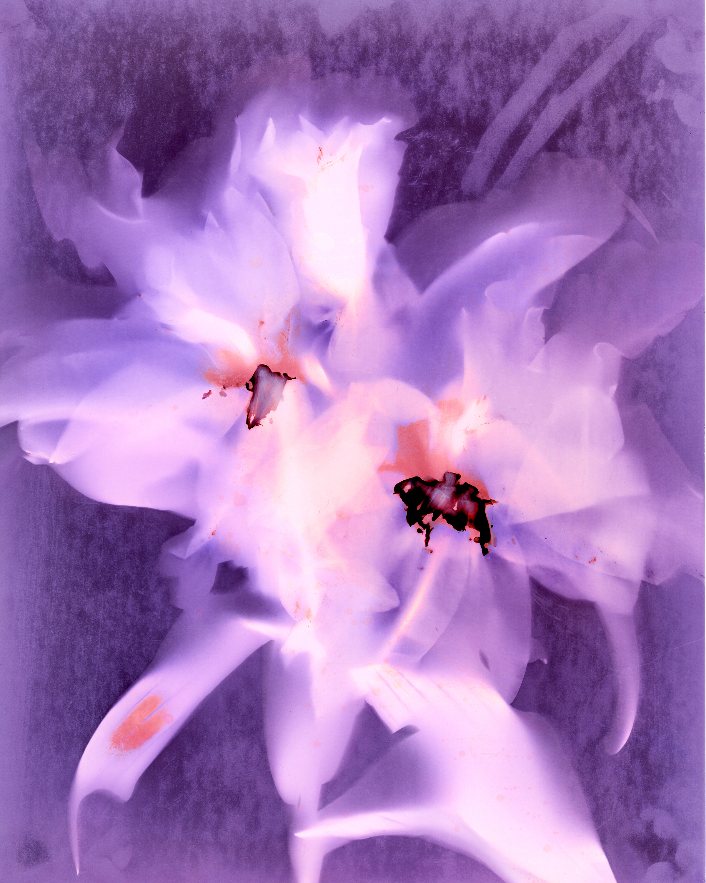 Lily of Nova Post Fixer