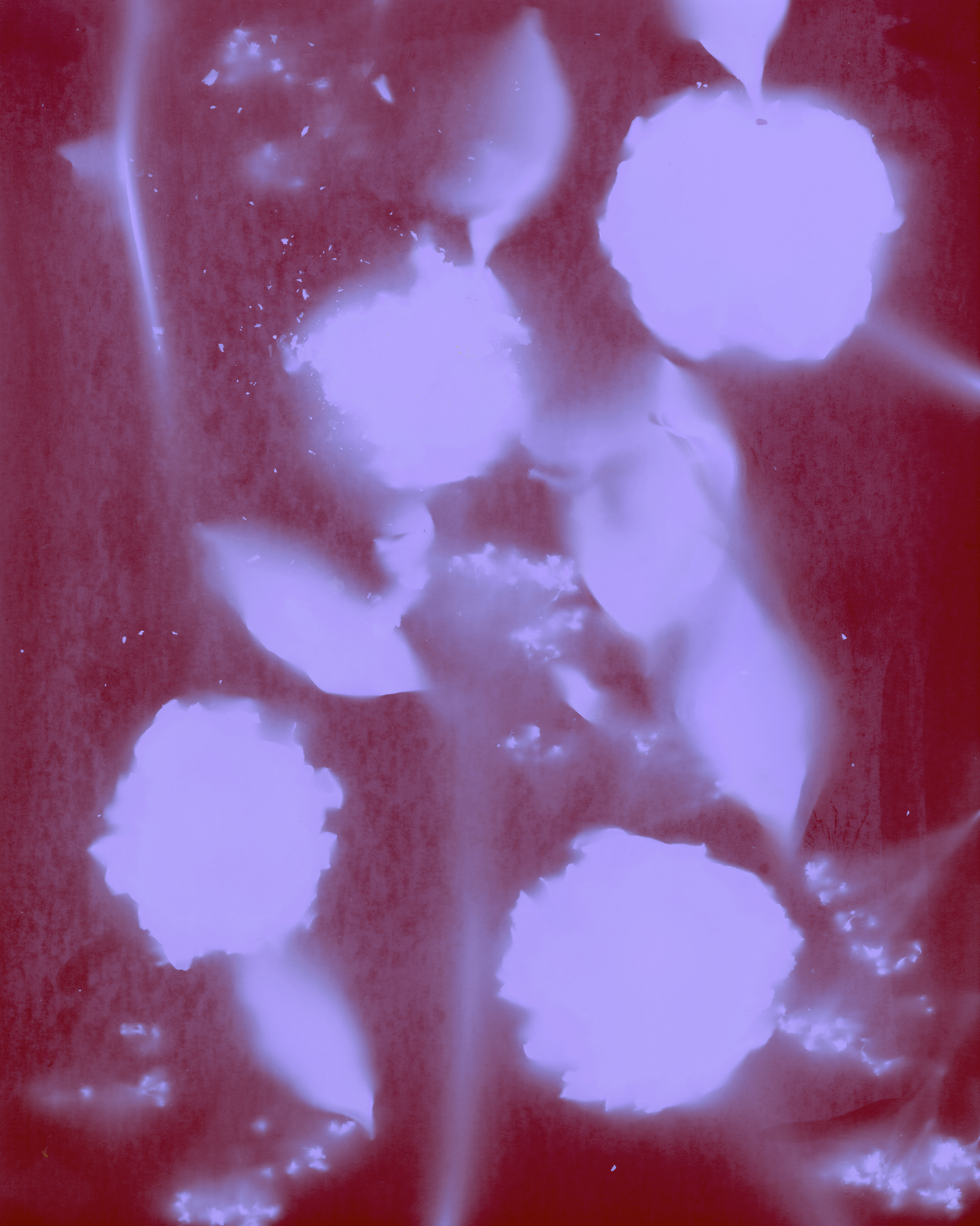 Peonies Deconstructed