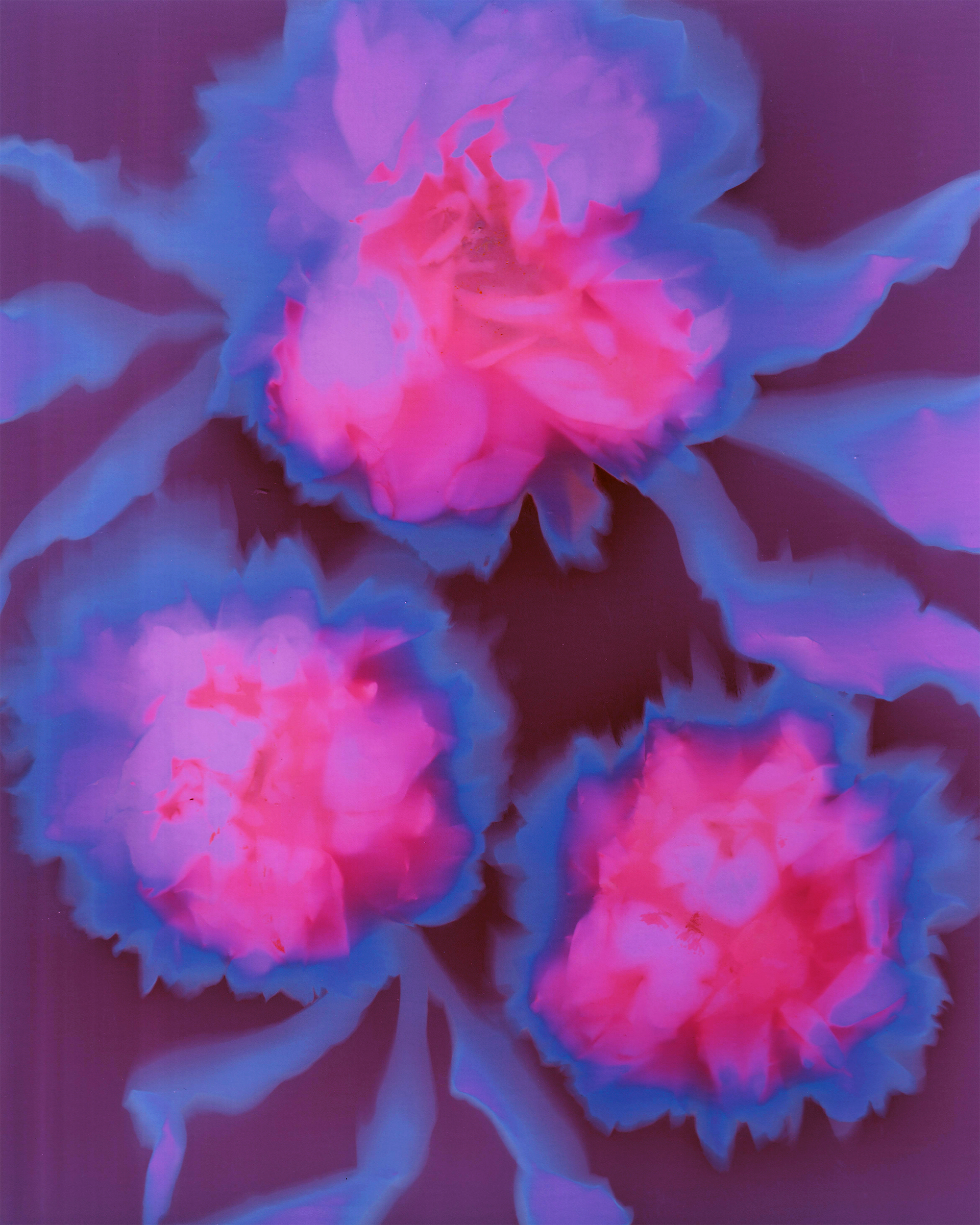 Pink Peaonies