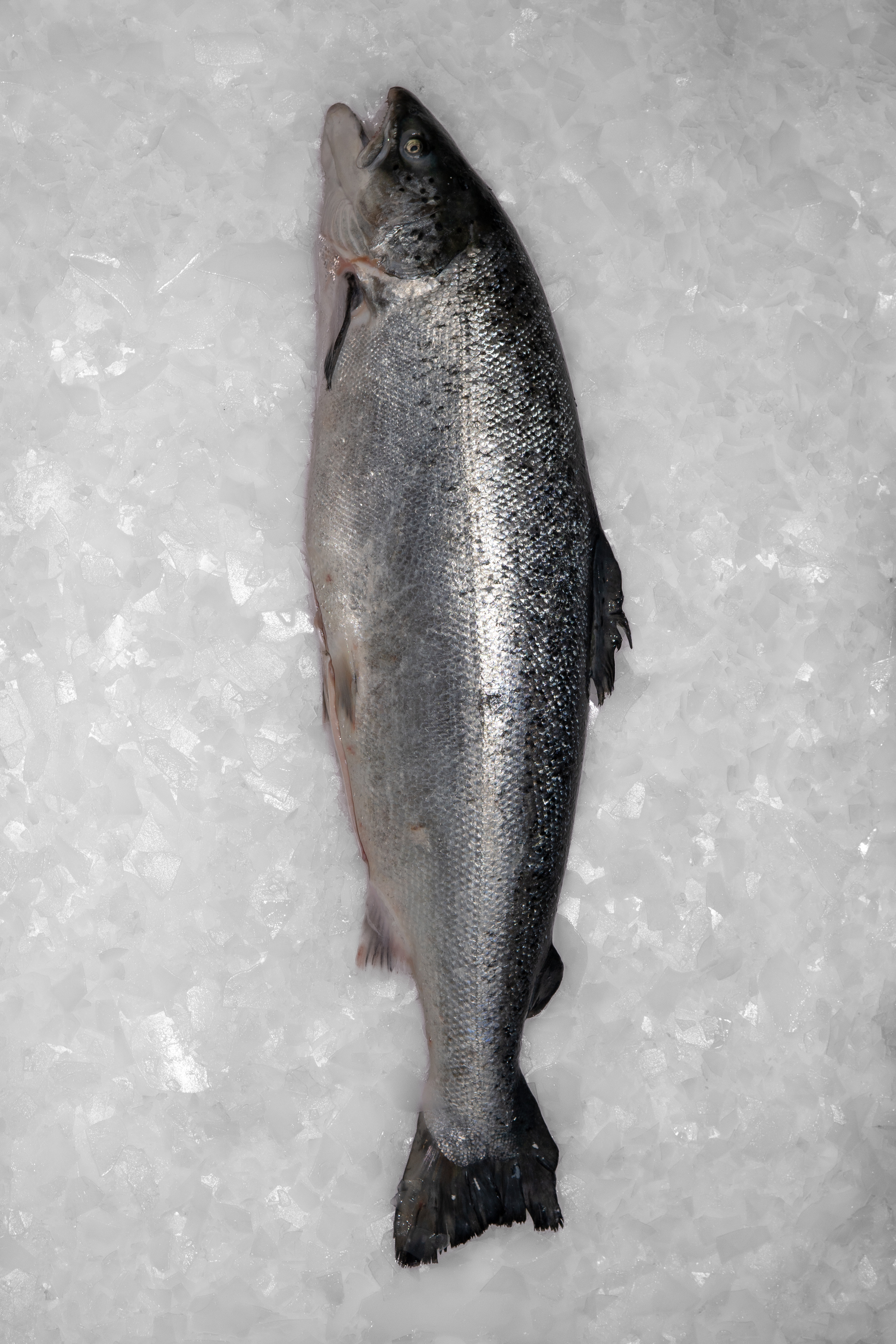 Šviežia lašiša | RŪKYTI UNGURIAI