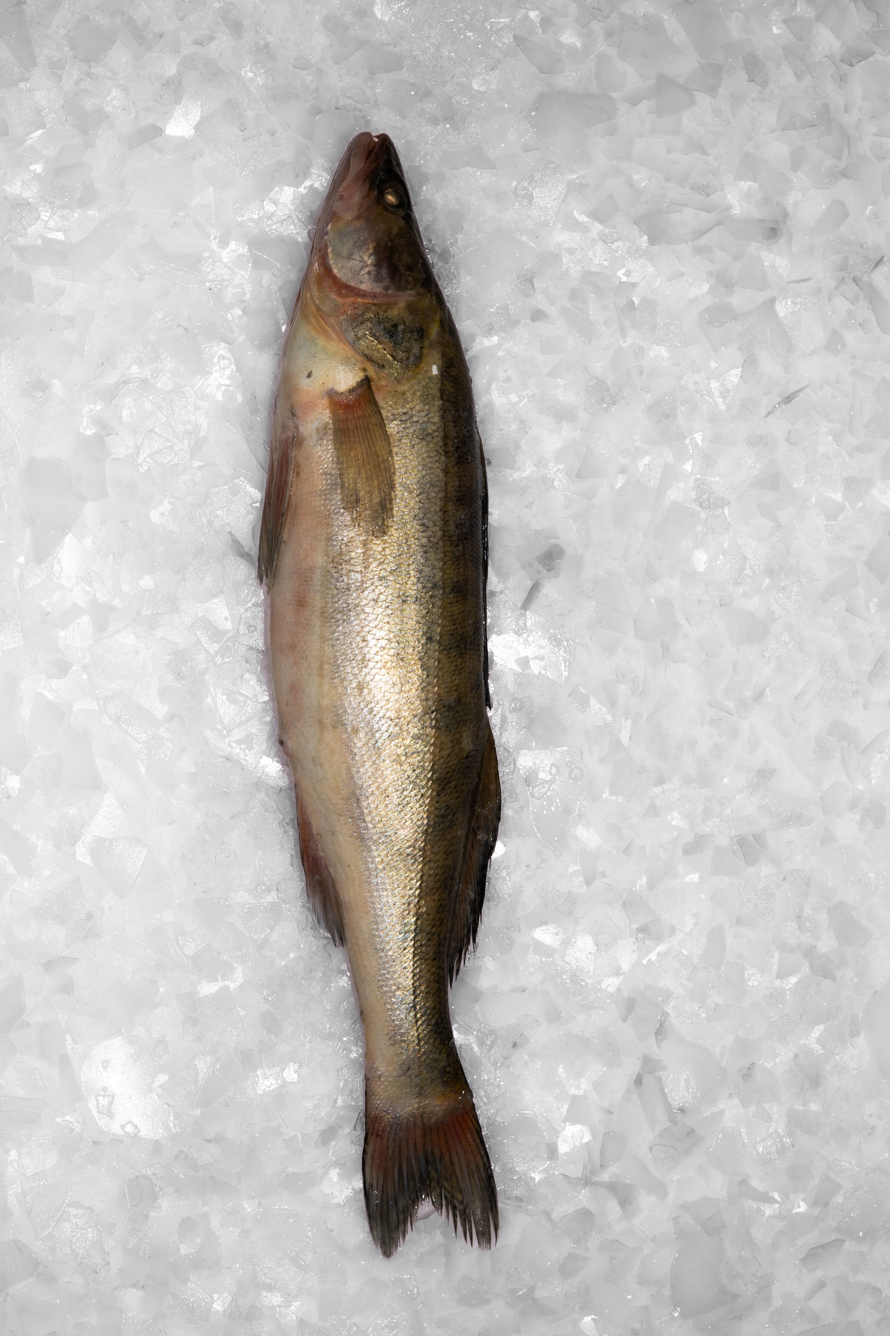 Sterkas | RŪKYTI UNGURIAI