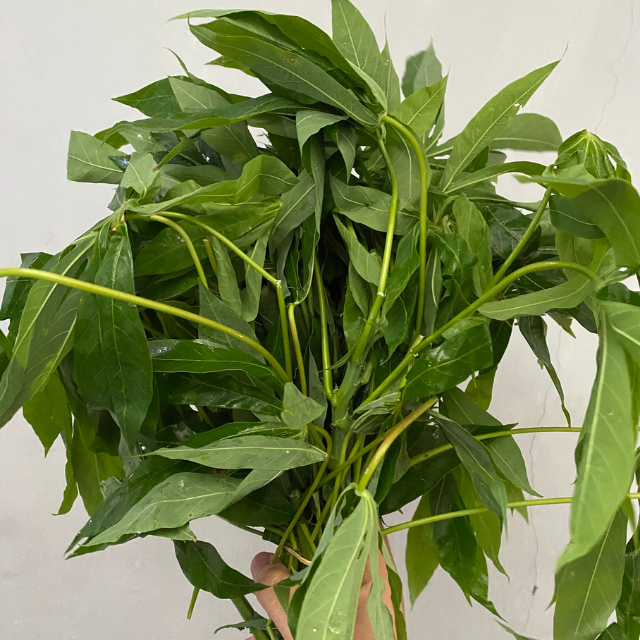 Daun Singkong