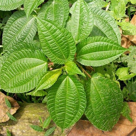 Daun Pohpohan