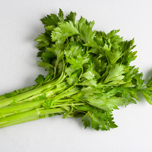 Daun Seledri