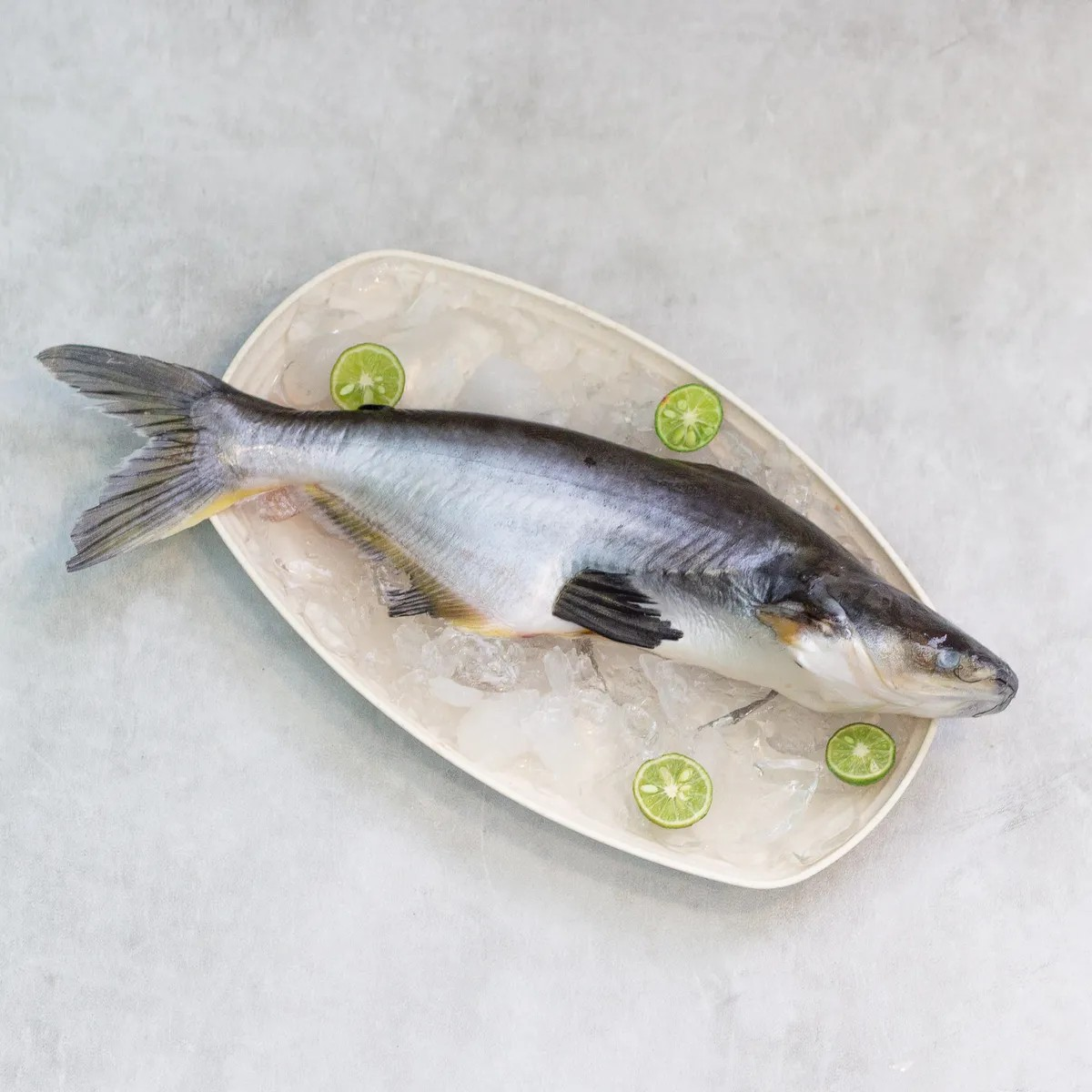 Ikan Patin