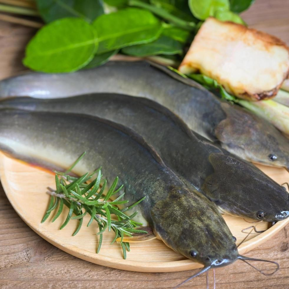 Ikan Lele
