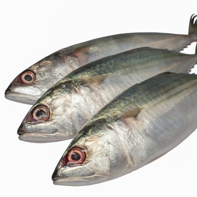 Ikan Kembung