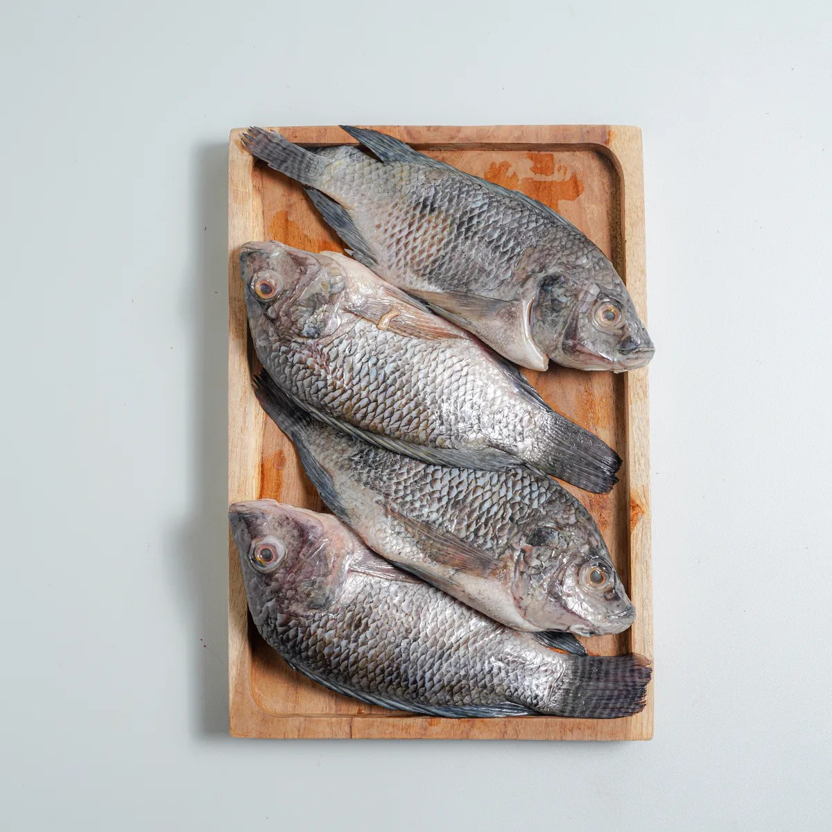 Ikan Mujair