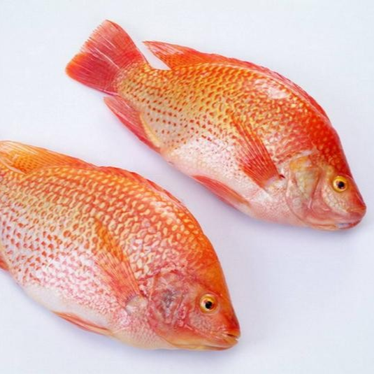 Ikan Nila Merah