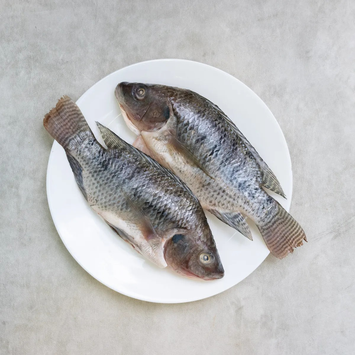Ikan Nila Hitam