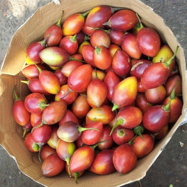 Terong Belanda