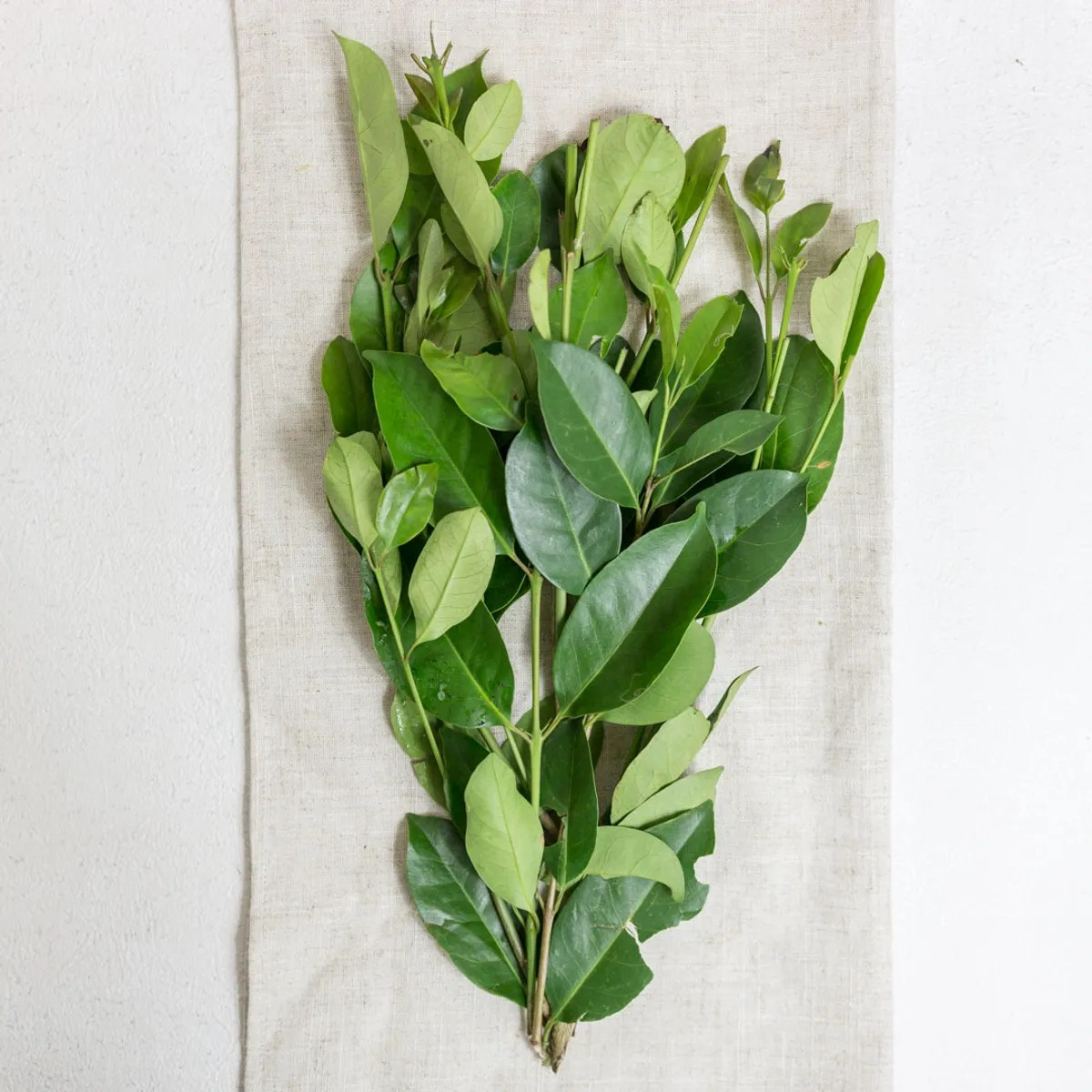 Daun Salam