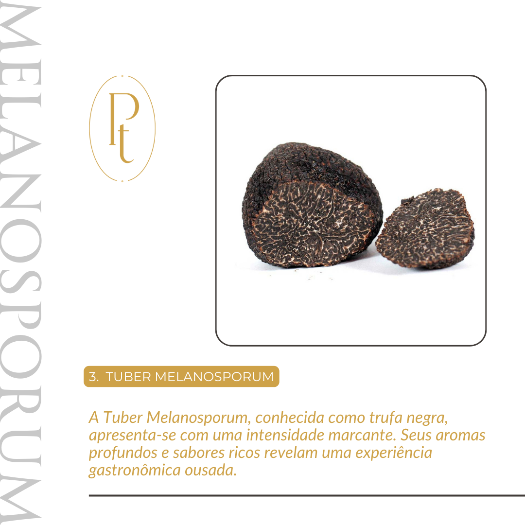 Trufa Negra de Inverno - Tuber Melanusporum