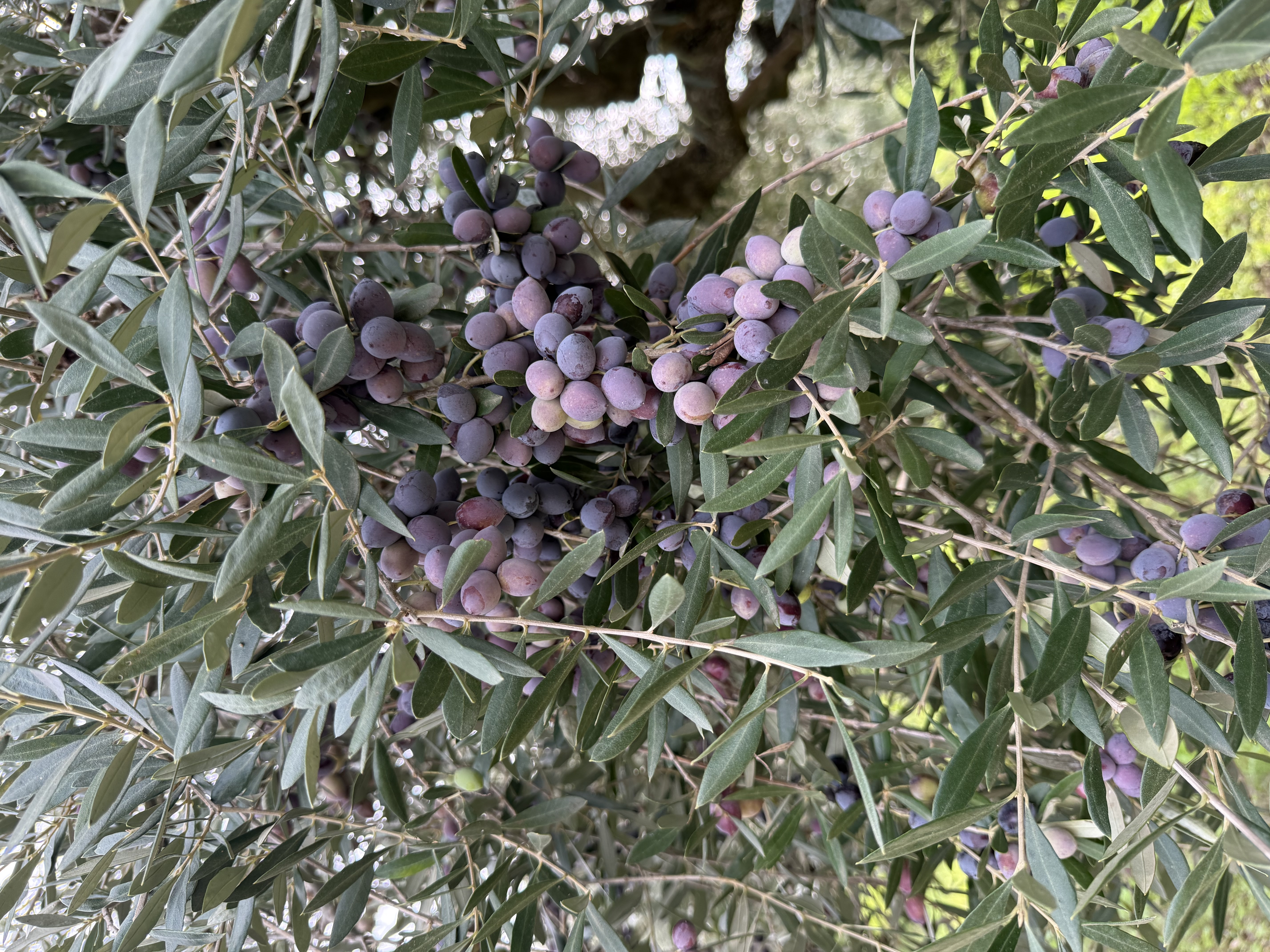 Alyvuogių užtepėlė, 180 g