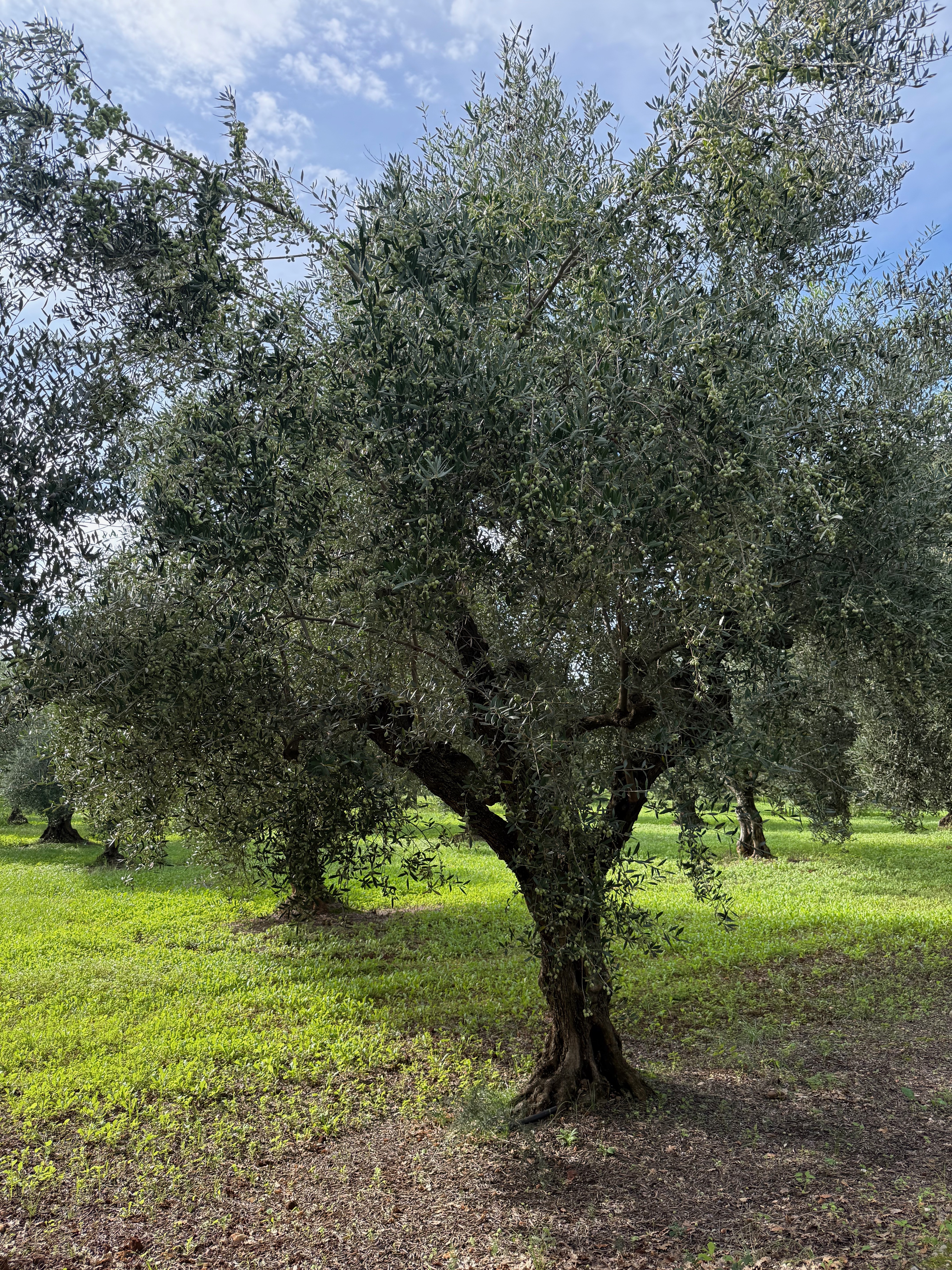 Alyvuogių užtepėlė, 180 g