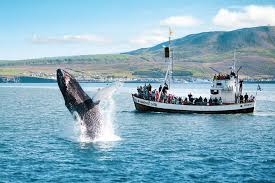 Avistamiento de ballenas en Húsavík