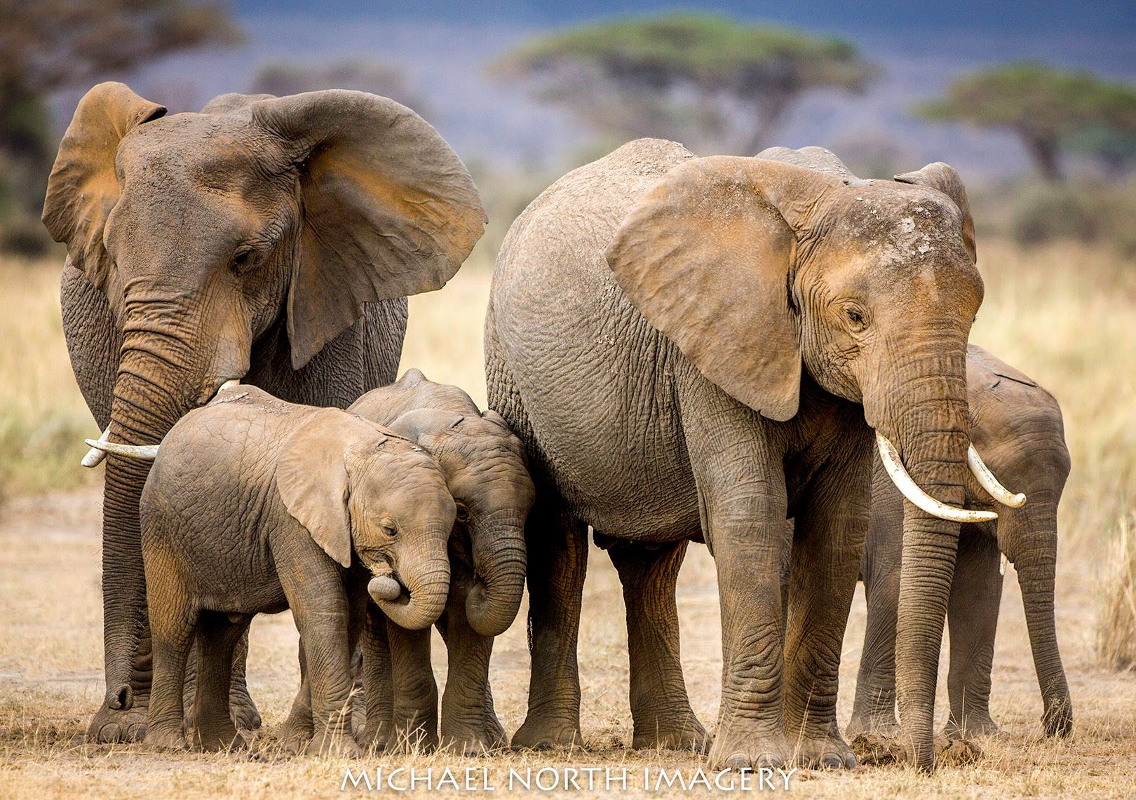 Addo National Elephant Park
