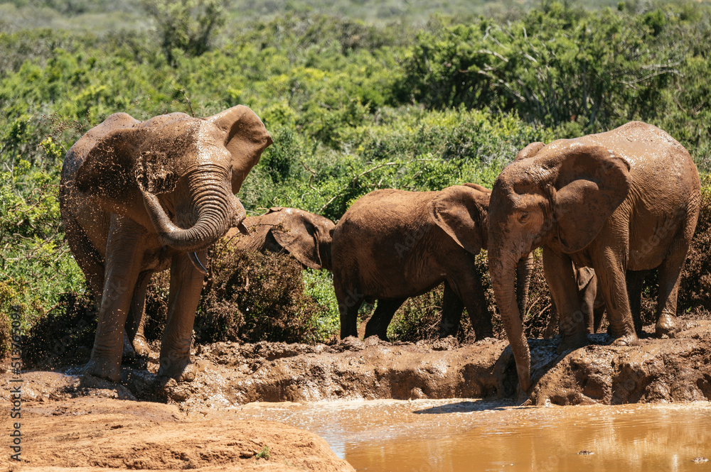 Addo National Elephant Park 