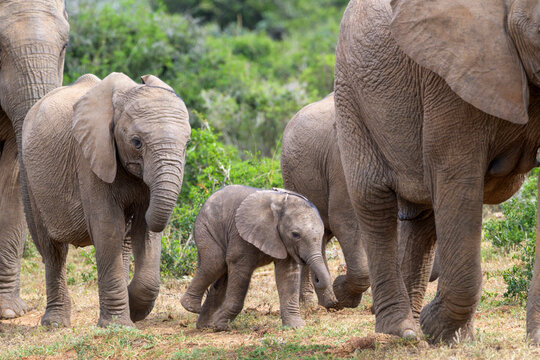 Addo National Elephant Park 