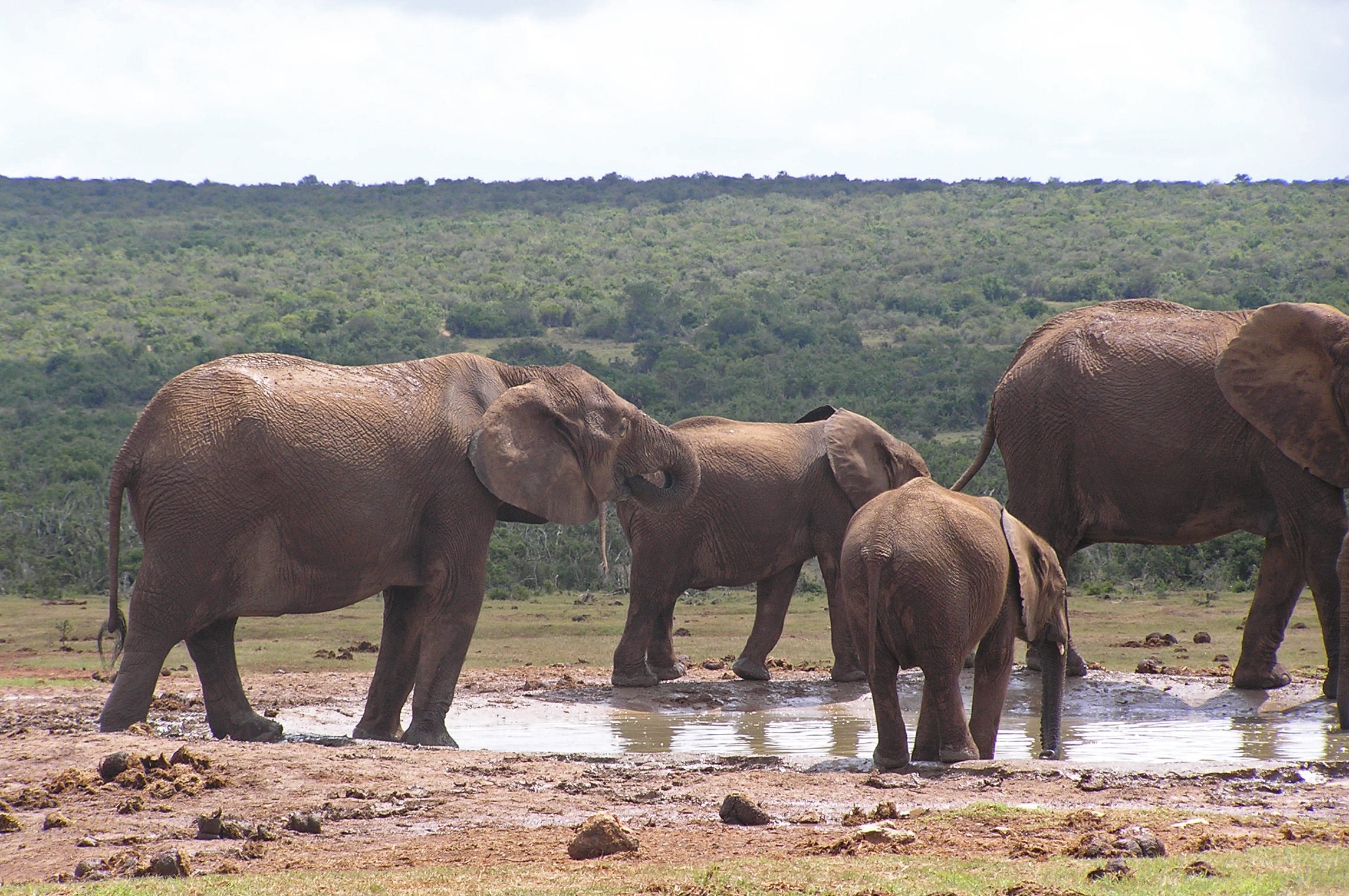 Addo National Elephant Park 