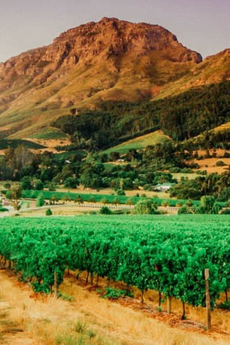 Cape Winelands Tour