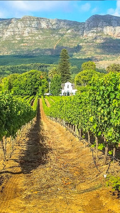 Cape Winelands Tour