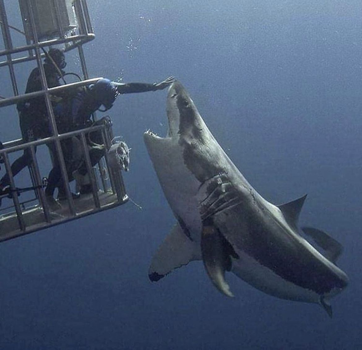 Shark-cage diving and Whale-Watching Tour