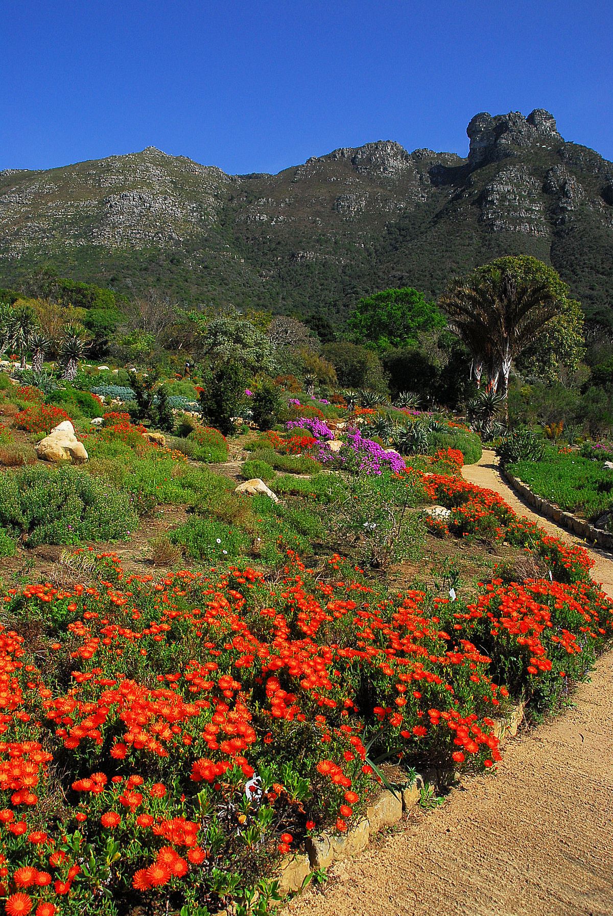 Kirstenbosch Botanical Gardens 
