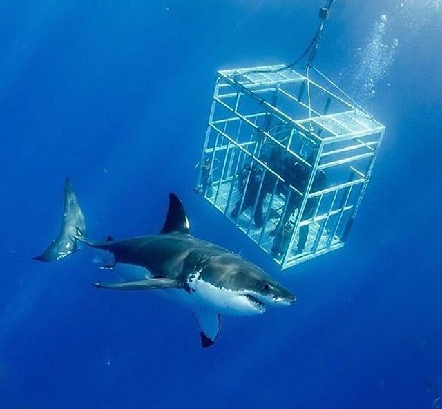 Shark-cage diving and Whale-Watching Tour