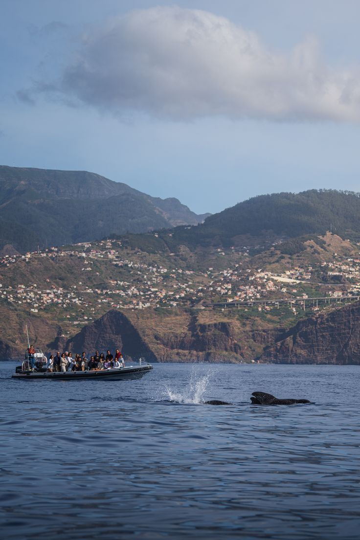 Shark-cage diving and Whale-Watching Tour