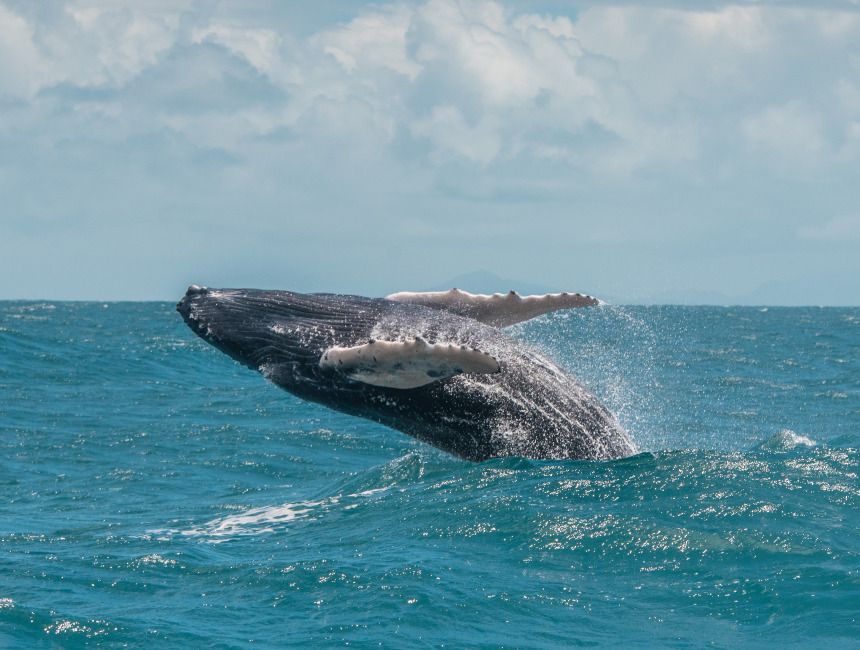 Shark-cage diving and Whale-Watching Tour