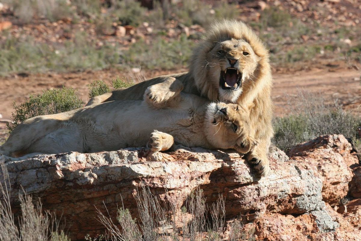 Game Reserves- (Aquila or Inverdoorn Game Reserves)