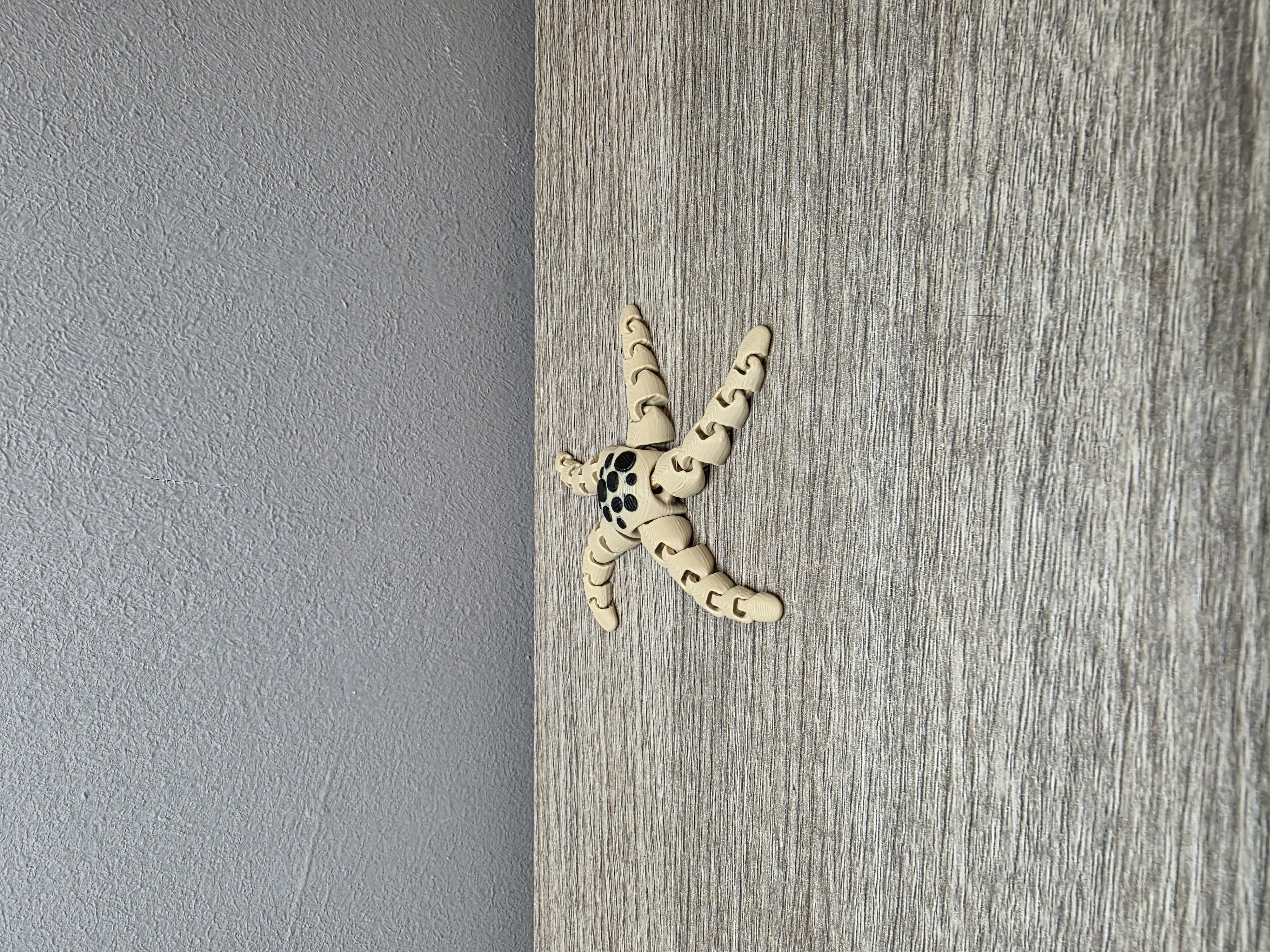 Fidget stella marina