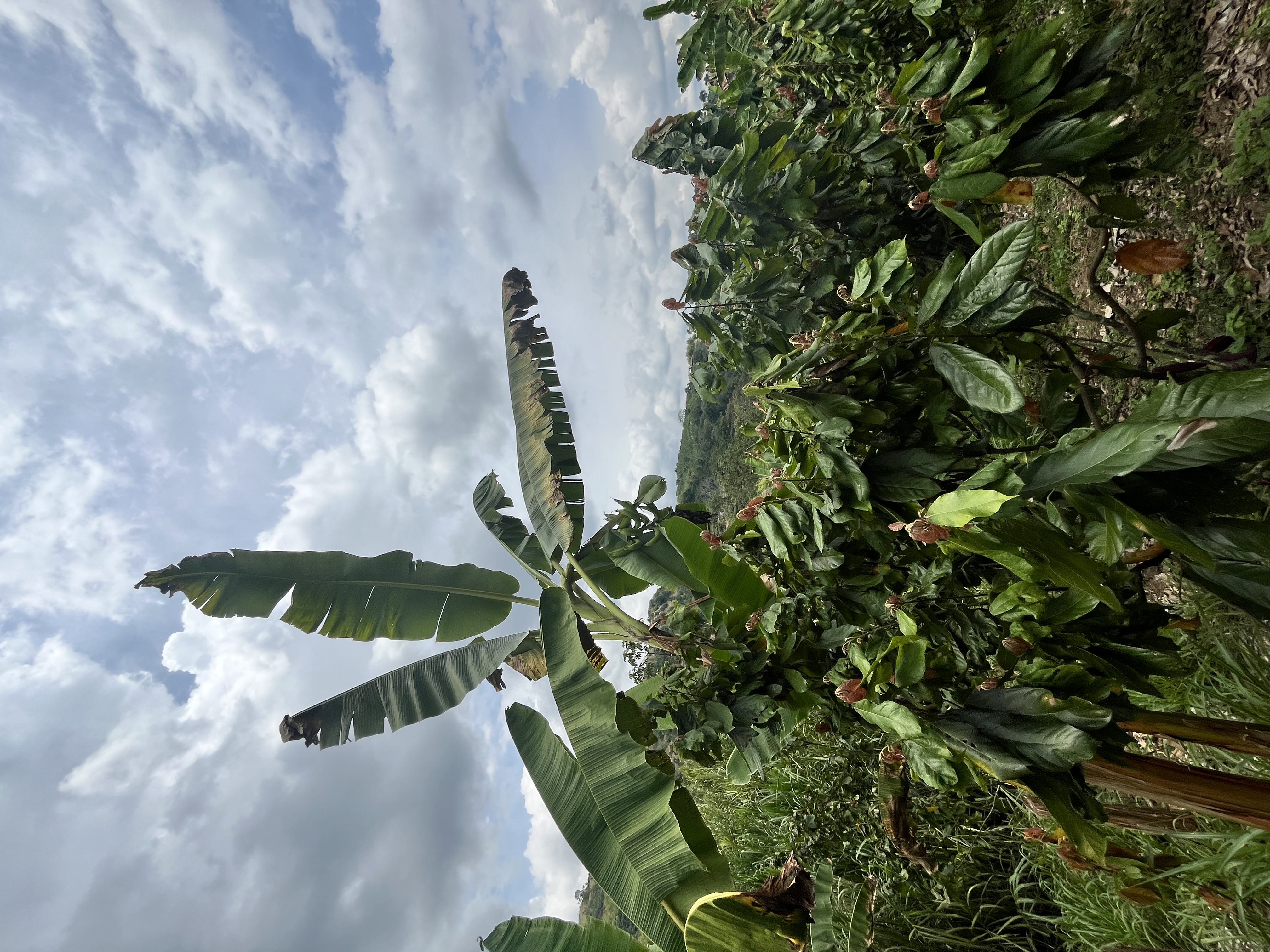 Cultivate & Process Your Own Cacao