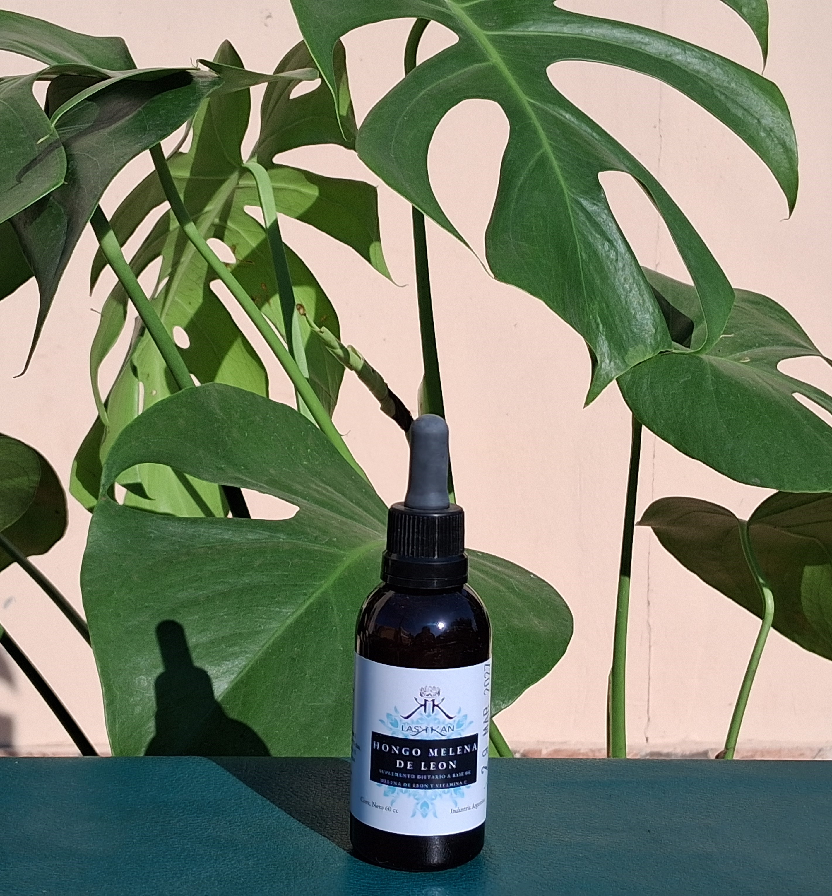 HONGO MELENA DE LEÓN