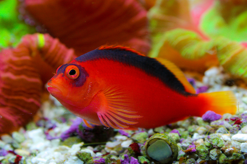 Flame Hawkfish adoption